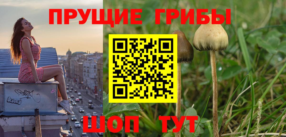 Псилоцибиновые грибы мицелий Ноябрьск